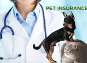 Is Pet Insurance Worth It? A Closer Look